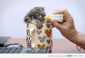 Baby Koala Feeding Time Cute And Funny Baby Koala Sitting In A Cup Drinking Milk From A Small Bottle Cute Baby Animals Baby Koala Cute Animals