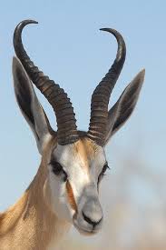 From lions and cheetahs to gorillas to gazelle to cranes to hippos, elephants, and rhinoceroses, the list of amazing african animals is seemingly endless. Portrait D Un Gentil Springbok Animals Animals Beautiful African Animals