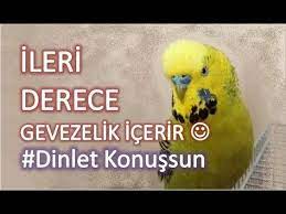 hic susmuyor geveze muhabbet kusu fistik dinletkonussun youtube muhabbet kuslari kus kushane rengarenk kuslar
