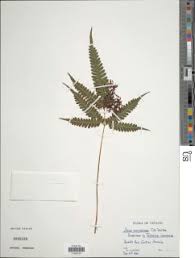 Image result for Pteris kivuensis
