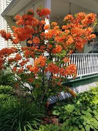 Mandarin Light Azalea Fall Plants Garden Inspiration Farmhouse Garden