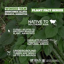 Image result for Dioscorea alata