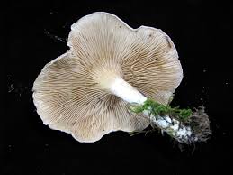 Image result for Clitopilus prunulus