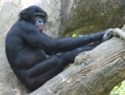 Pan paniscus), also historically called the pygmy chimpanzee and less often, the dwarf or gracile chimpanzee. Schimpansen Wikipedia