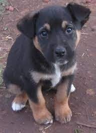 Kelpie X Labrador X Border Collie Mix I Think This Is What I Have Guess I Need To Start Running With My Energetic Pup Cute Animals Puppies Animals Beautiful