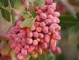 Image result for ‫سعید شایسته باغ پسته‬‎