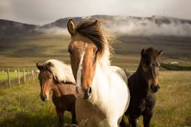 Hukum Makan Sate Kuda Menurut Islam Haram Kah Kuda Sate Kuliner Makanan Islam Fikih Horses Beautiful Horses Horse Pictures