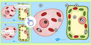 We did not find results for: Animal And Plant Cell Picture Downloadable Resource