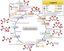 Solved 4. The Decarboxylation Of Pyruvic Acid Occurs Via The | Chegg.Com