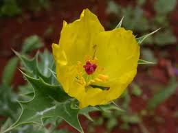 Image result for Argemone mexicana