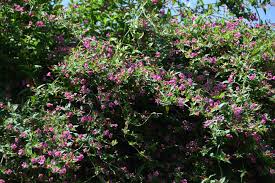 Image result for Jasminum beesianum