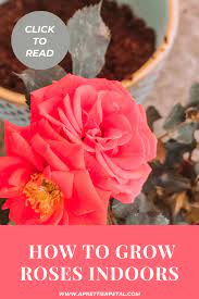 How To Grow Roses Indoors Easily Rose Plant Care Growing Roses Rose Care