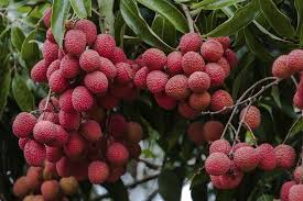 Frutta arancione, succo di mandarino mandarino pompelmo clementina, mandarino, arancia arte di frutta arancione, succo di pasadena agrumi xd7 sinensis rose parade orange, mazzo di arance. Frutti Esotici Frutteto Frutti Esotici Frutteto