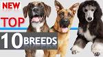 10 Most Popular Dog Breeds - AKC Best Dogs 2020