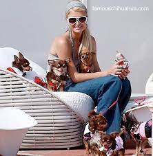 Chihuahua Bebe Paris Hilton Perros Chihuahua