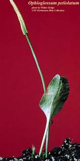 Image result for Ophioglossum reticulatum