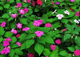 Image result for Impatiens bequaertii