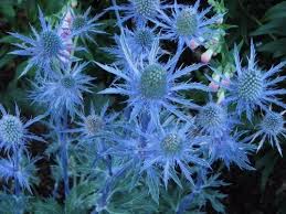 Eryngium Blue Hobbit Sea Holly Perennial 2 Plants Roots Now Shipping Sea Holly Flower Seeds Plant Roots