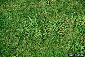 Also a weed grass that grows in circular clumps, but unlike dallisgrass, crabgrass (shown above) grows outward in a roughly. Dallisgrass Control How To Kill Dallisgrass