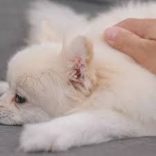 犬 自己 免疫 疾患