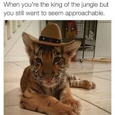 Meme By Caitlin Comeskey Caitlincomeskey Meme Tiger Approachable Boss Cat Clothes Cowboy Hats Animals