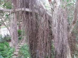 Image result for Pseudolachnostylis maprouneifolia