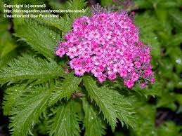 Image result for Spiraea x bumalda ´Crispa