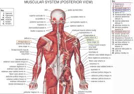 Muscles Ligaments And Tendons Of The Human Back Neck And Shoulder Muscles Shoulder Muscle Anatomy Muscle Anatomy
