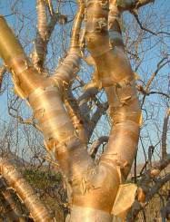Image result for Commiphora caerulea