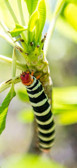 The Frangipani Worm A Caribbean Beauty And Beast Frangipani Caribbean Beast