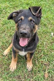 8430 flint rock drive, boerne (tx), 78006, united states. 6 Lovable Pups To Adopt Now In Austin