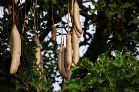 Image result for Kigelia africana