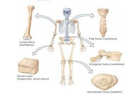 Tulang tengkorak = cranium tulang ubun2=parietal tulang baji= sphenoid tulang pelipis= temporal tulang kepala belkang= osipital t. Sistem Kerangka Dan Anatomi Tulang Manusia Dari Kepala Hingga Kaki