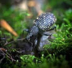 Image result for květopas jahodníkový