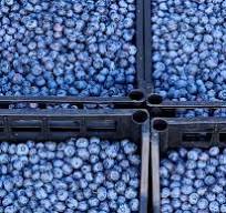 Orbital Fruit Blueberry Sorting Grading Equipment - Gondor ...