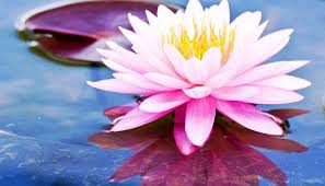 Bunga teratai bisanya tumbuh di perairan yang tenang, tanaman ini bisa kita temukan di kolam, danau atau perairan yang tenang. Foto Foto Gambar Bunga Teratai Gambar Bunga Teratai Di Permukaan Air Flowers Bunga Teratai Mengenal Tanaman Hias Bunga Lotus Si Bunga Teratai Bunga Teratai
