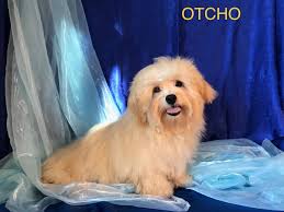 Les Chiots Bichons Havanais Disponibles A L Elevage