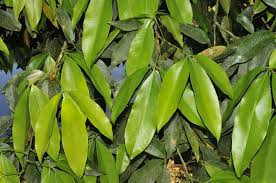 Image result for Vepris sansibarensis