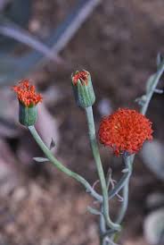 Image result for Kleinia fulgens