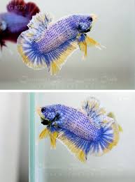 Blue Yellow Grizzle Halfmoon Plakat Betta Fish Siamese Fighting Fish Pretty Fish