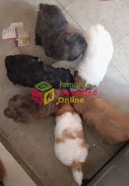 Enjoy free priority mail shipping on this item. Shih Tzu Pomeranian Mix Puppies For Sale In Caymanas St Catherine Dogs