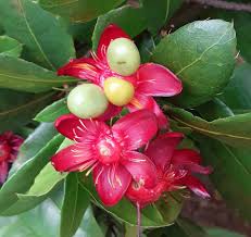 Image result for Ochnaceae