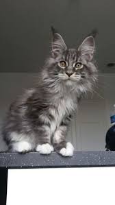 Read more about this cat breed on our maine coon breed information page. Maine Coon