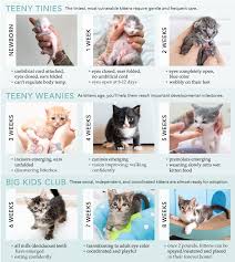 For that first week, the kittens will do little other than sleep, eat, and grow. How To Determine A Kitten S Age Kitten Lady