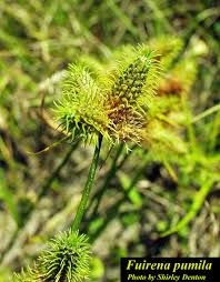 Image result for Fuirena stricta