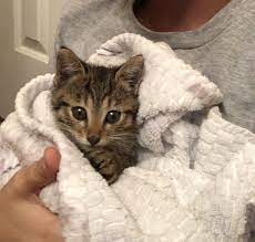Pin On Cats