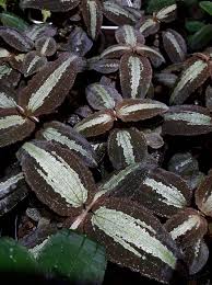 Image result for Vahlia digyna