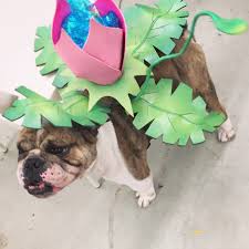 Ivysaur Dog Costume Pokemon Pet Costumes Dog Pokemon Dog Costume
