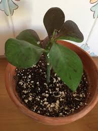 Image result for Euphorbia grantii