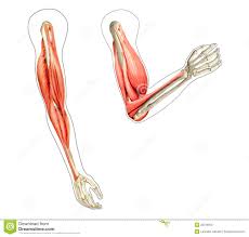 This muscular system picture shows all the major muscle groups on the human body from the frontal view. Muscle Diagram Blank Human Body Anatomy